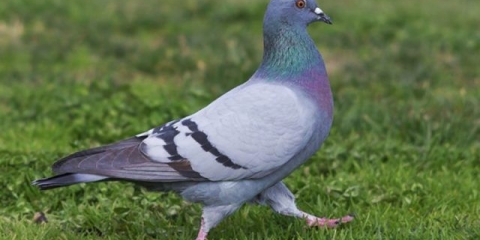 Koliko i gdje golubovi žive